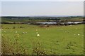 Sheep grazing above Munnoch Reservoir