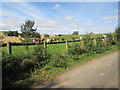 Cattle  in  field  at  bottom  of  Hassendean  Bank