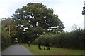 New Forest ponies in Emery Down