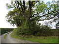 Trees on Breakneck Hill