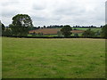 Grazing off Pound Lane