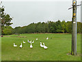 Geese in a field by Pit Lane