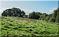 Roughly vegetated field beside the A55