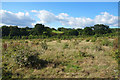 Green Belt Landscape near Harrow