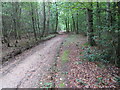 SP8906 : Track through Great Widmoor Wood by Peter Wood