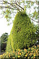 Conifer on Main Street, Bulwick