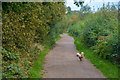 Silverdale : Footpath