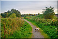 Newcastle-Under-Lyme : Footpath