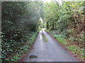 Tree-lined Reads Lane near to Cublington