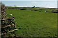 Sheep pasture near Horner Tongue