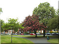 Trees in Hanover Square