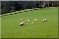 Sheep in the field