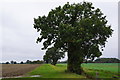 TF9407 : Oak tree off Bradenham Road, Shipdham by Adrian S Pye