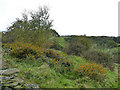 Gorse bushes above Hole Bottom Beck 