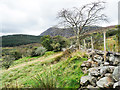 Ruined wall with leafless tree