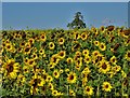 Sunflowers south of Prospect Farm