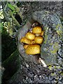 Mushrooms clustering in the hollow of a tree