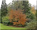 Autumn colour in Dundee Botanic Garden