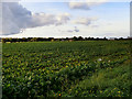 Cabbages in a Field off News Lane