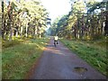 NO4925 : Forest road in Tentsmuir Forest by Oliver Dixon