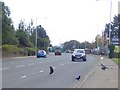 Scavenging rooks play chicken on the A2 near the Port of Warrenpoint