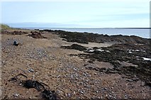 NH7458 : Moray Firth Foreshore by jeff collins