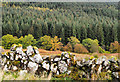 Autumnal trees beyond dry stone wall