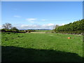 Grazing near Appithorne