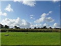 Maize field at Jowett House farm