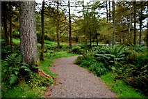 H4881 : Path, Gortin Glens Forest Path by Kenneth  Allen