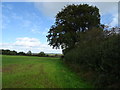 Field and hedgerow near Milton