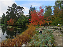 TL4557 : Cambridge University Botanic Garden: lake and rock garden by John Sutton
