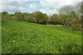 Meadow by Holbridge Coppice