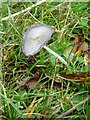 SO7842 : Fungi beside a track by Philip Halling