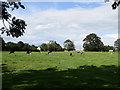 Peaceful coexistence of cows and sheep, Paythorne