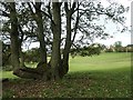 Multi-trunked tree at Bascodyke Foot