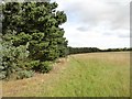 Corner of the wood south of Kimblesworth