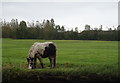 Grazing beside the B4239