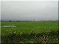 Grazing near Orchard Farm