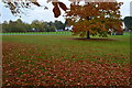 Autumn leaves on Pirbright Green