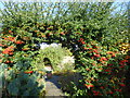 Pyracantha arch at Hall Place