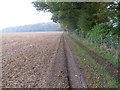 Field edge track heading towards Great Wood