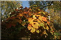 View of autumn leaves on St. John