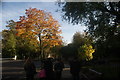 View of autumn leaves on Ladbroke Grove