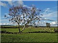 Tree near Malbon House Farm