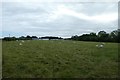 NU2420 : Sheep near Proctors Stead by DS Pugh