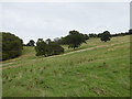 Trees in a sloping field near Timbercombe