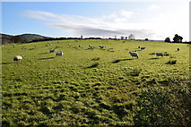 H4483 : Sheep grazing at Ballynatubbrit by Kenneth  Allen