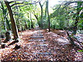 Steps down the scarp slope of the North Downs