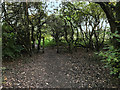 Footpath, Greenslate Water Meadows